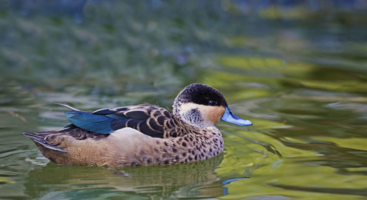 Indigenous Group Supports Move To Rename Bird Species Carrying Word ...