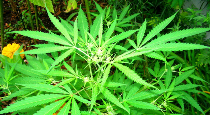 'Let's replace sugar production in SA with hemp' 