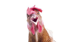 Senseless Survey: What did things taste like before chicken?