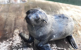WC sees more seals dying as Cape avian flu outbreak spreads