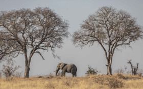 Kruger National Park hopes for competitive edge with R370m facilities upgrade