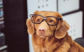 Senseless Survey: Are there animals that need glasses?