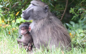 City of Cape Town pledges to involve communities in baboon management solutions