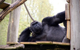 Senseless Survey: How strong would gorillas be if they did CrossFit?
