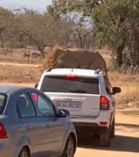 [WATCH] Lion jumping on top of Jeep has social media talking