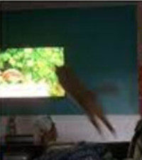 [WATCH] Hilarious moment as cat attacking bird on TV leaves us in stitches