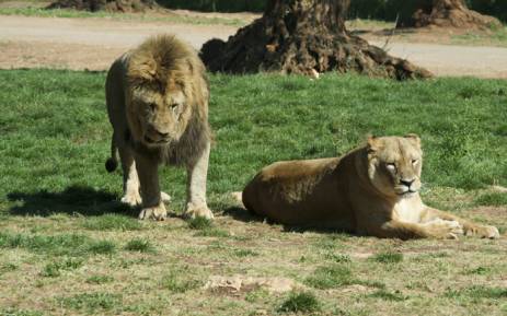 Five lions flee South Africa's Kruger park