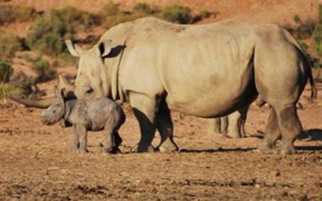 Rhino poaching dips slightly in South Africa