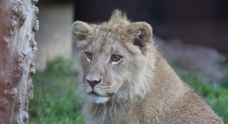  A lion cub’s 2 000 km journey across Europe to a better life