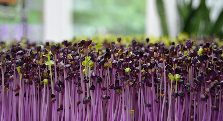 [Bizboost] Hydroponic microgreens, micro herbs, edible flowers with Little Leaf