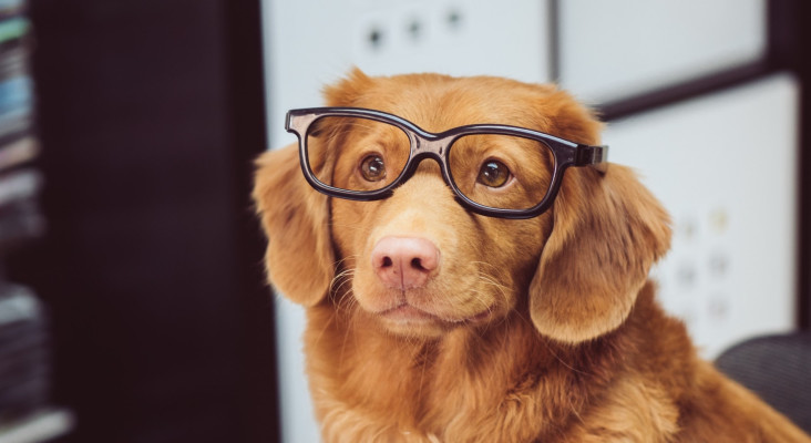 Senseless Survey: Are there animals that need glasses?