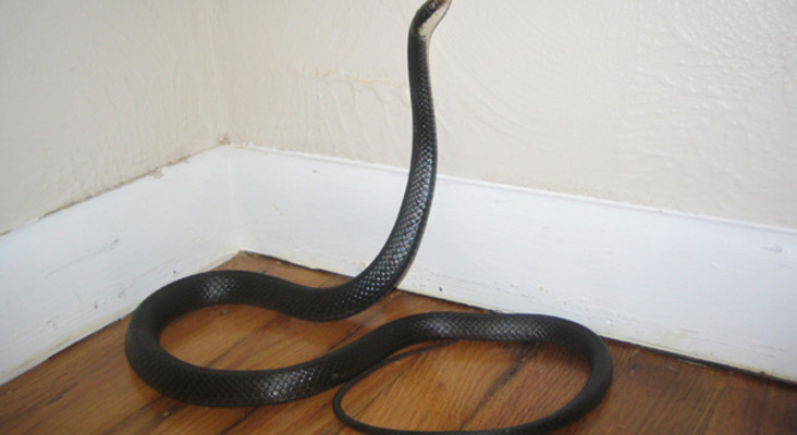 Don't try kill or catch snakes in your home, warns expert 