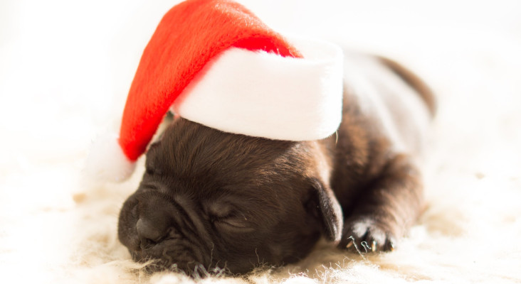 [LISTEN] Pet owners admit to having bought a Christmas gift for their furbabies