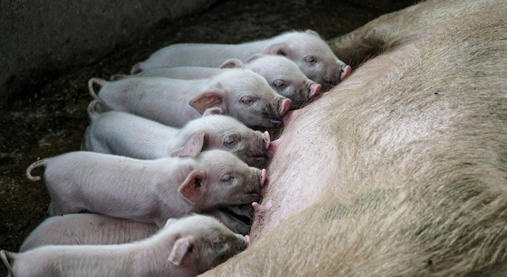 African swine fever detected on 2 Western Cape farms