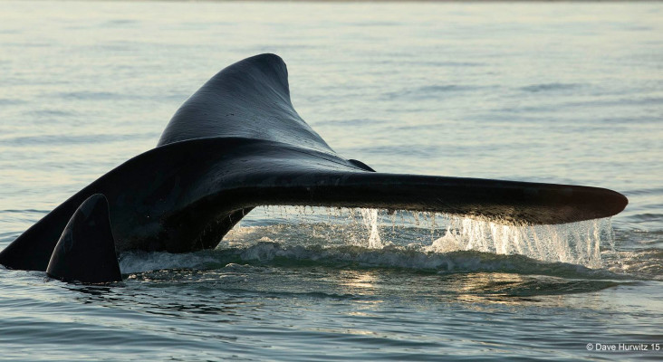 Whales Simonstown