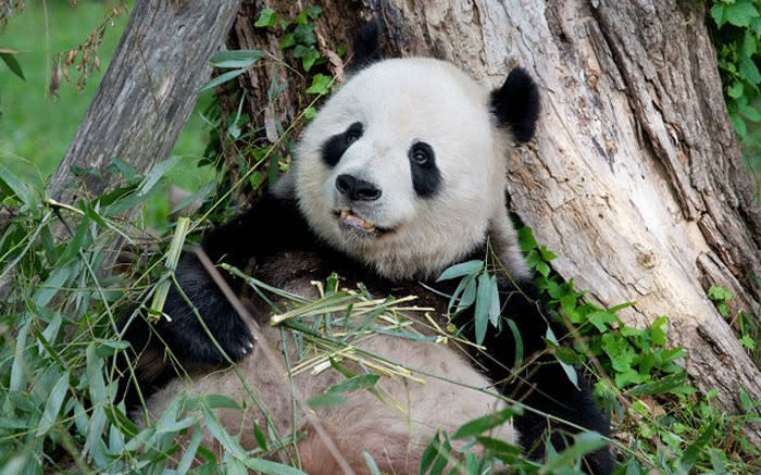 Pure joy': Giant panda at US National Zoo gives birth to healthy cub
