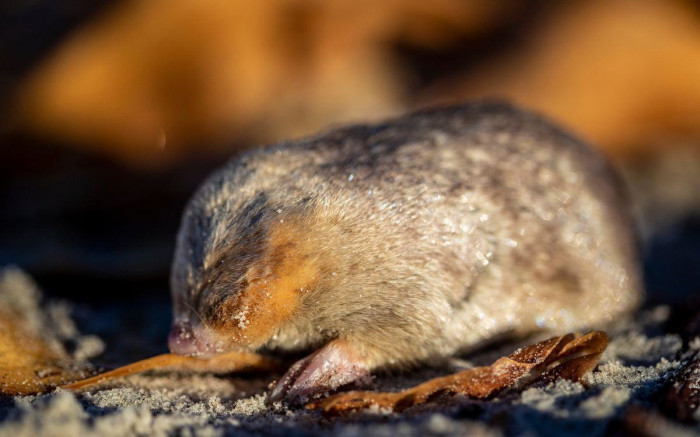 PICS: Scientists rediscover blind mole with super hearing after 87 years