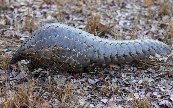 In an African forest, a fight to save the endangered pangolin