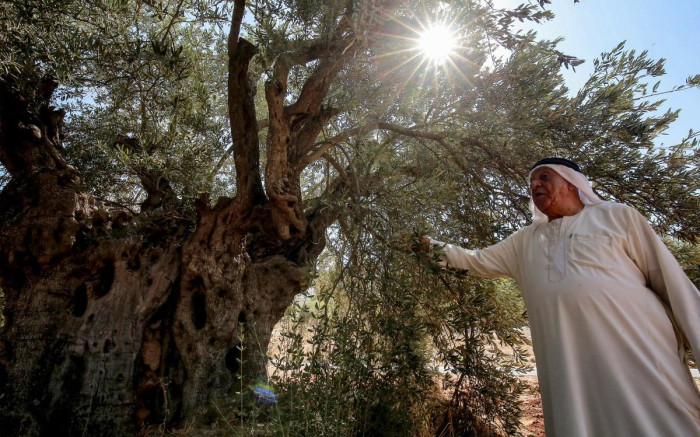 PICS: Jordan’s mission to save its ancient olive trees
