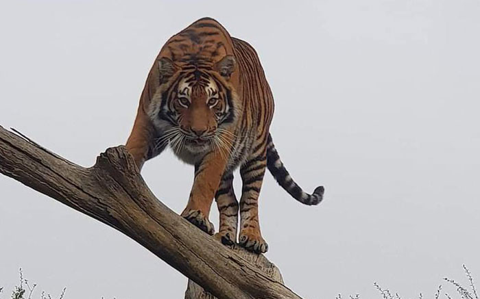 Sheba the tigress euthanised after entering farm and killing an animal