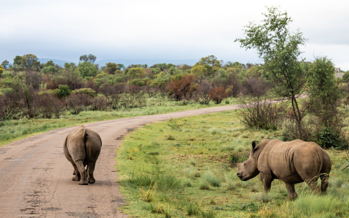 Rhino conservation: The persistent battle against poaching