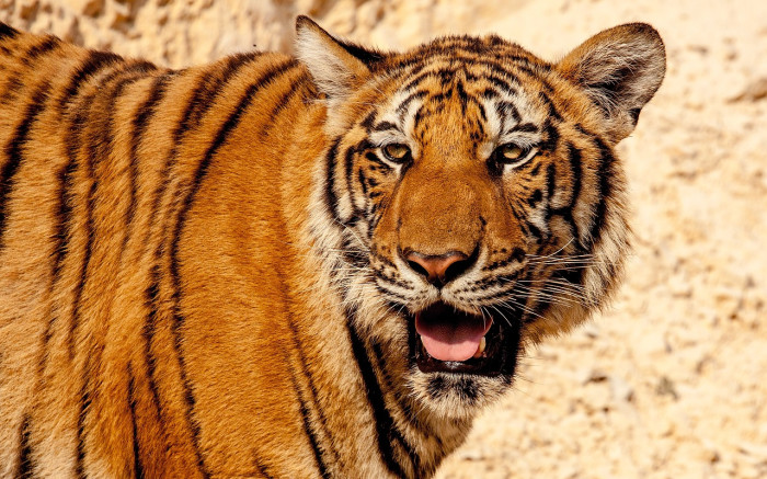 What Are Some Fun Facts About South China Tigers