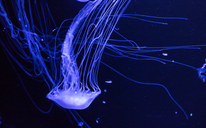 SCIENTISTS DISCOVER ANTI VENOM FOR THE DEADLY BOX JELLYFISH