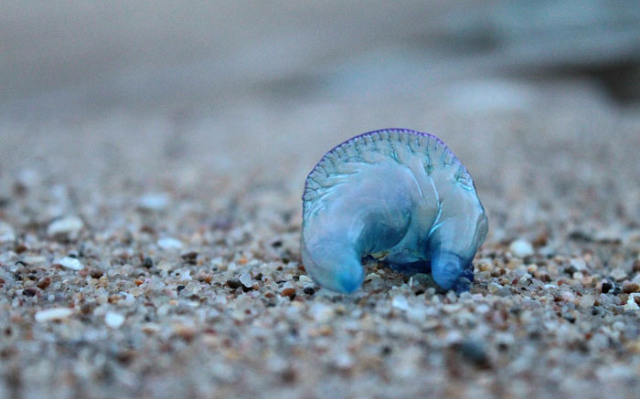 Thousands stung in Australian blue bottle invasion