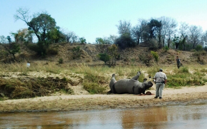 Global Wildlife Populations Down By Half Since 1970