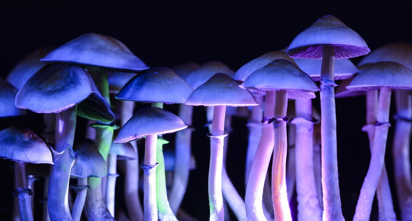 'Psilocybin (magic mushrooms) will probably be legal for medical use in 3 years'