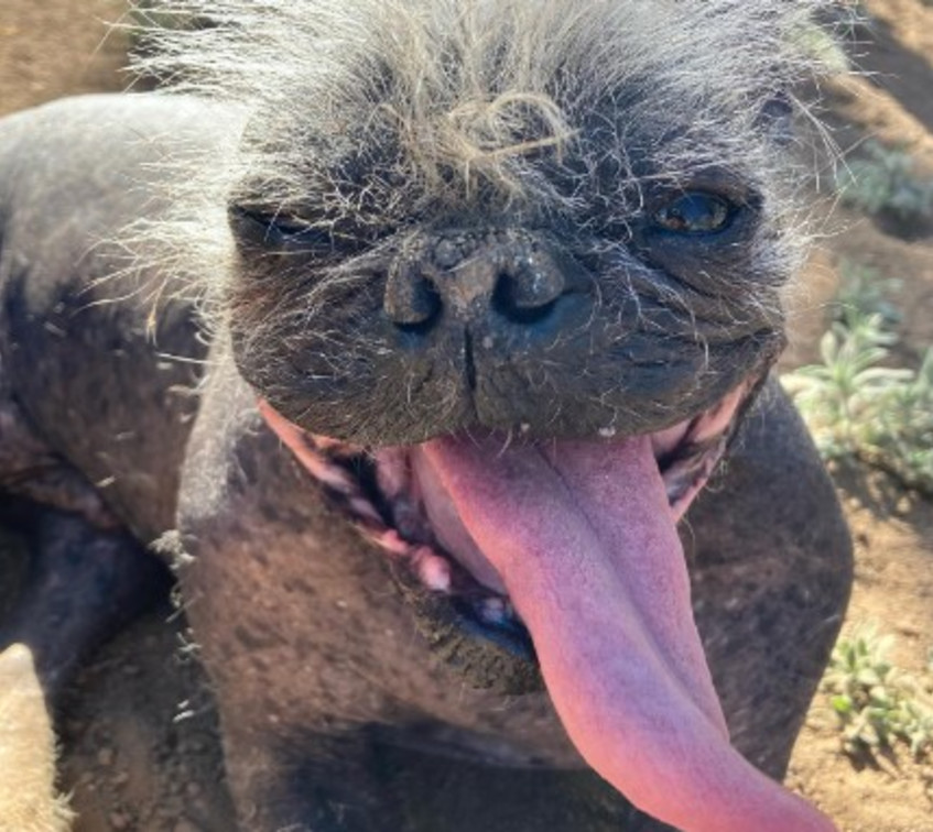 meet-mr-happy-face-officially-the-ugliest-dog-in-the-world