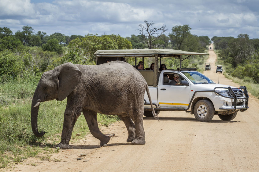 [WATCH] Harrowing moment as elephant attacking safari car goes viral 