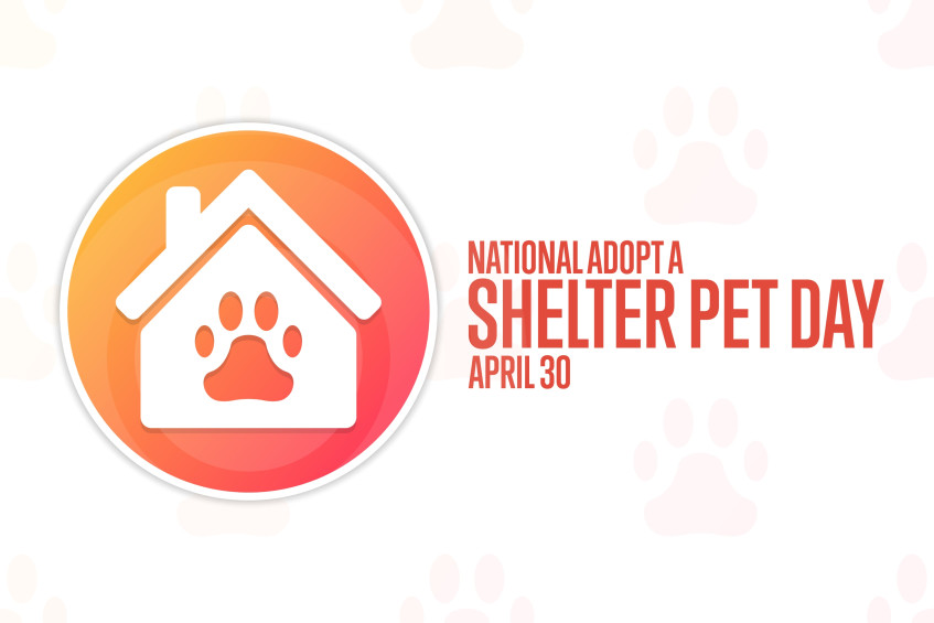 [READ] The importance of National Adopt A Shelter Pet Day 2021
