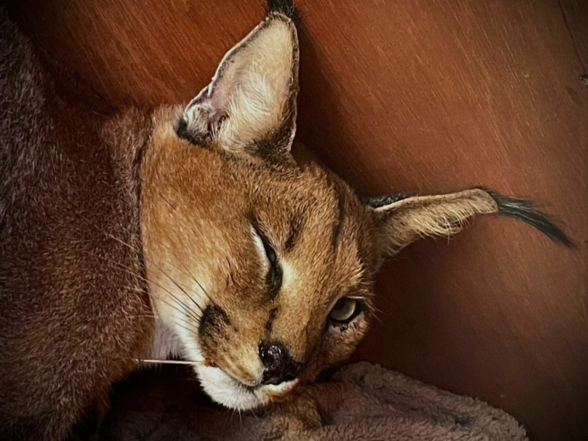 Concussed caracal is given a fresh start after hit and run in Newlands