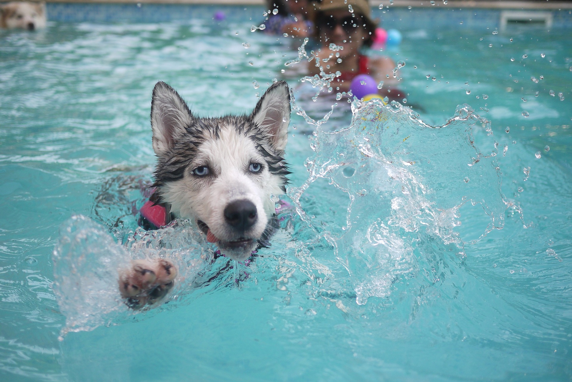 keep-your-pets-safe-during-a-heatwave