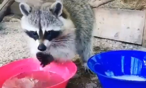[WATCH] Video of raccoon thoroughly washing hands goes viral