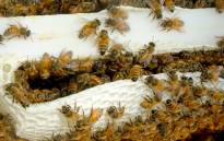FILE: A hive of bees. Picture: freeimages.com