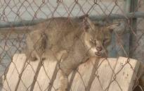 Animals suffering in the Gaza Zoo. Picture: CNN