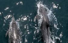 Members of a pod of common dolphins surf the bow wake of a boat during an excursion to search for endangered blue whales, in the Pacific Ocean off the coast of Long Beach, California on July 16, 2008. Picture: AFP.