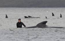 Rescuers work to save a pod of whales stranded on a sandbar in Macquarie Harbour on the rugged west coast of Tasmania on September 22, 2020. Picture: AFP