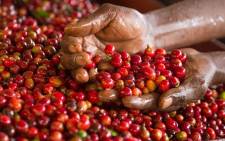 Fair trade certifications require producers to follow environmental and social standards, promoting sustainability and reducing harm to the planet and communities. Picture: Fairtrade Africa