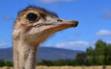 FILE: The Western Cape Agriculture Department has placed two ostrich farms under quarantine. Picture: EWN.