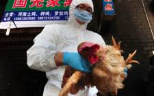 FILE: The World Health Organisation says there is no evidence China's bird flu is spreading between humans, but jitters over the outbreak that has killed six people saw airline and tourism shares slump. Picture: AFP.