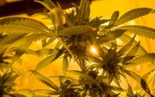 FILE: Medical marijuana plants under lighting in a grow house. Picture: Thomas Holder/EWN