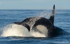 Killer whale. Picture: Dave Hurwitz/ Simon's Town Boat Company