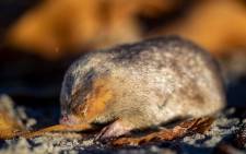The elusive De Winton's golden mole. Picture: Supplied/Nicky Souness

