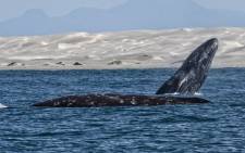 Grey whales. Picture: AFP