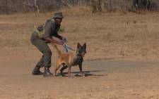 FILE: A K9 unit field ranger at the Kruger National Park during an anti-poaching demonstration of using dogs to sniff out poachers. Picture: EWN.