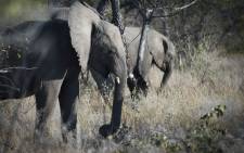 FILE: Elephants at Halali in the Etosha National Park in Namibia. Picture: AFP