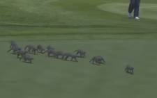 A screengrab showing a pack of mongooses crossing one of the greens at the Gary Player Country Club. 